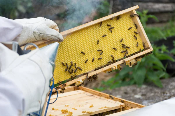 Imker Houdt Een Honingcel Met Bijen Zijn Handen Een Bijenroker — Stockfoto