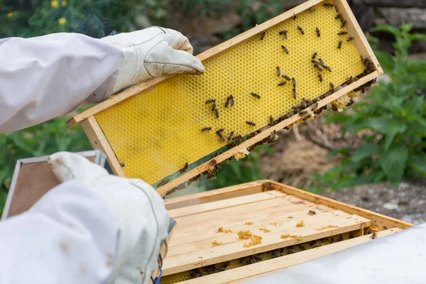 Bijenhouder Hand Hand Beschermende Handschoenen Houdt Een Honing Frame Met — Stockfoto