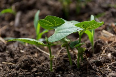 Bahar güneşli bir günde bir tarım bahçesinde fasulye fidanı. Tarım geçmişi kavramı. Yaklaş, seçici odaklanma