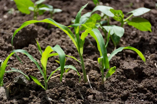 Maize Grows Seed Ground Field Spring Small Shoots Corn Plants — Stock Photo, Image