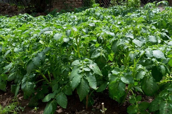 Bushes Planted Potatoes Ground Green Plants Dark Soil Sunny Spring — Stock Photo, Image