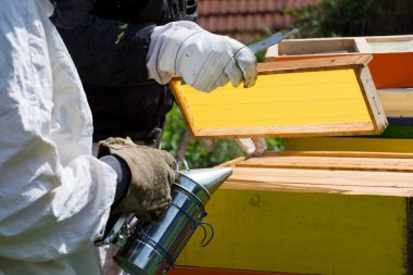 Arıcılar, güneşli bir bahar gününde arı kovanındaki çerçeveleri incelerler. Arıcılık konsepti. Yaklaş, seçici odaklanma