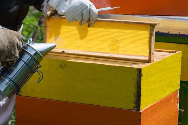 Güneşli bir bahar gününde arıların bal peteği çerçevesini kontrol eden koruyucu iş giysisinde profesyonel arı yetiştiricisi. Yaklaş, seçici odaklanma