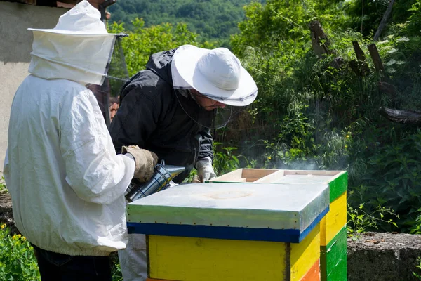 養蜂家は 蜂を巣の中で検査し 喫煙者と一緒に喫煙することで 彼らを落ち着かせます 養蜂の概念 — ストック写真