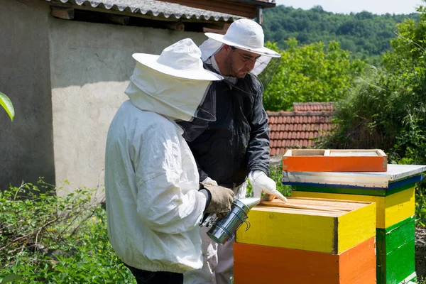Twee Imkers Beschermende Kleding Controleren Bijen Bijenkorven Een Zonnige Lentedag — Stockfoto
