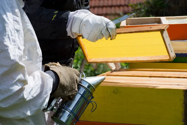 Bijenhouders Inspecteren Frames Uit Korf Een Zonnige Lentedag Een Bijenstal — Stockfoto