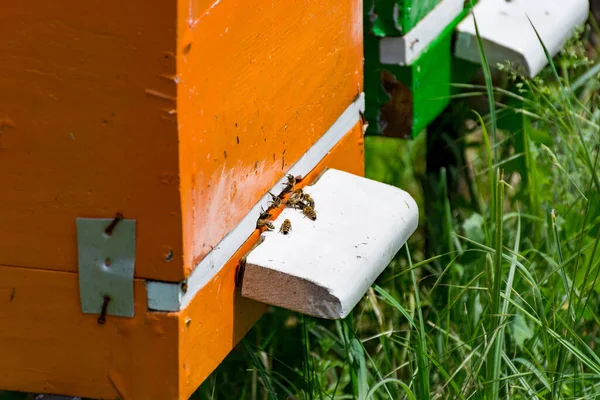 Bijen Vliegen Uit Korf Door Een Klein Gat Korf Een — Stockfoto