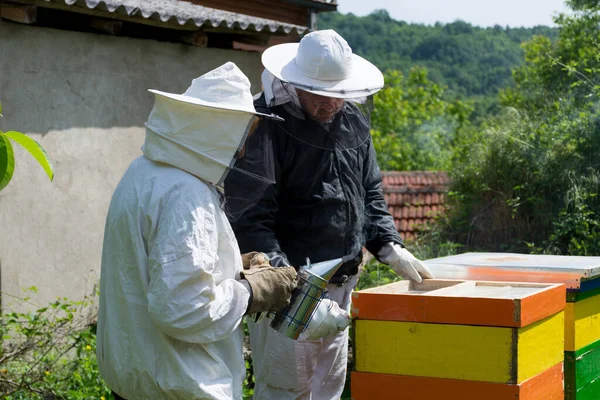 Twee Imkers Bereiden Zich Voor Korf Openen Bijen Inspecteren Een — Stockfoto