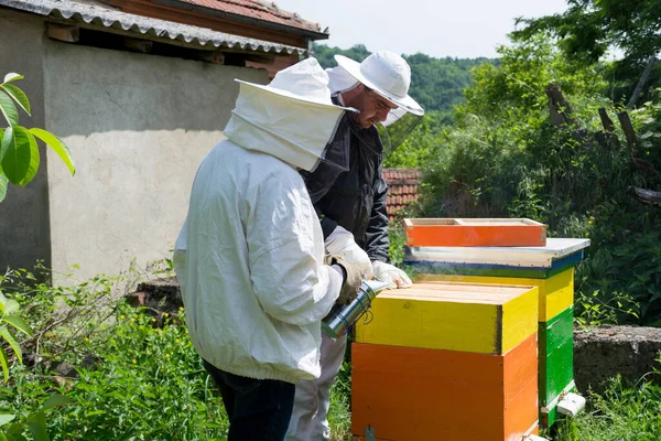 Kaksi Mehiläishoitajaa Joilla Suojaavat Työvaatteet Mehiläistarhassa Tarkista Mehiläiset Pesässä Polta — kuvapankkivalokuva