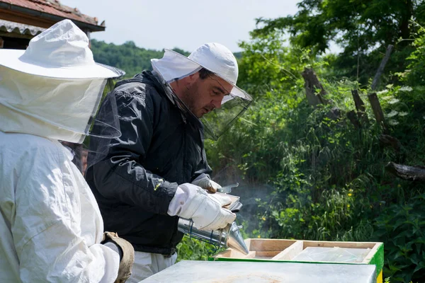 Beekeeper Smoking Bees Bee Smoker Hive Spring Day Apiary Beekeeper — Stock Photo, Image