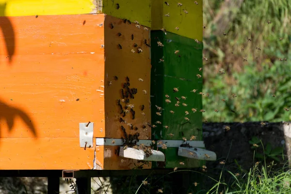 Veel Bijen Keren Terug Naar Bijenkorf Komen Een Zonnige Lentedag — Stockfoto