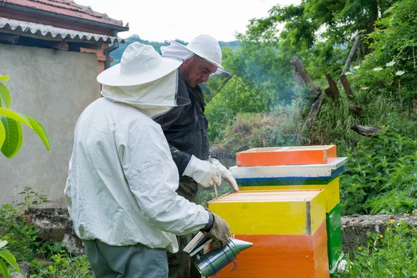 Dois Apicultores Com Roupas Trabalho Protetoras Apiário Inspecionam Colmeia Abelhas — Fotografia de Stock