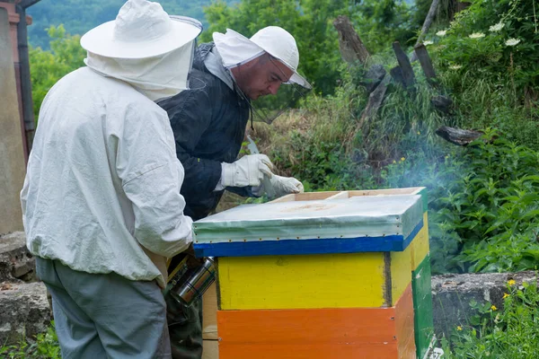 養蜂家2人が養蜂場でミツバチの巣を検査し 喫煙者と一緒に夏の朝に彼らを落ち着かせるために喫煙します 養蜂の概念 — ストック写真