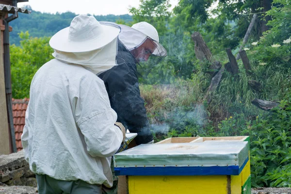 Kaksi Mehiläishoitajaa Tarkastaa Mehiläispesän Mehiläistarhassa Kesäaamuna Yhdellä Mehiläishoitajalla Tupakoitsija Mehiläisten — kuvapankkivalokuva