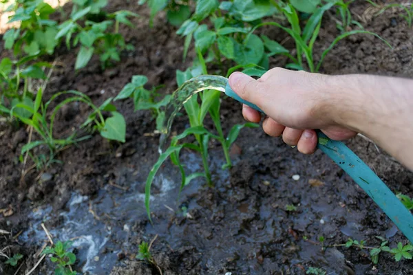 Gardener Hand Watering Her Organic Corn Field Water Hose Summer — Stock Photo, Image
