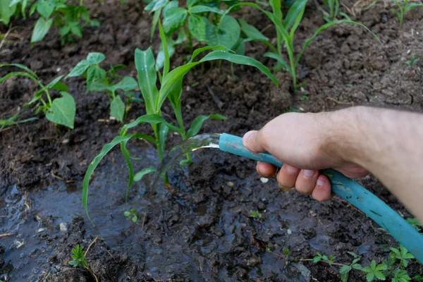 Man Hand Watering Maize Garden Hose Summer Day Agricultural Concept — Stock Photo, Image