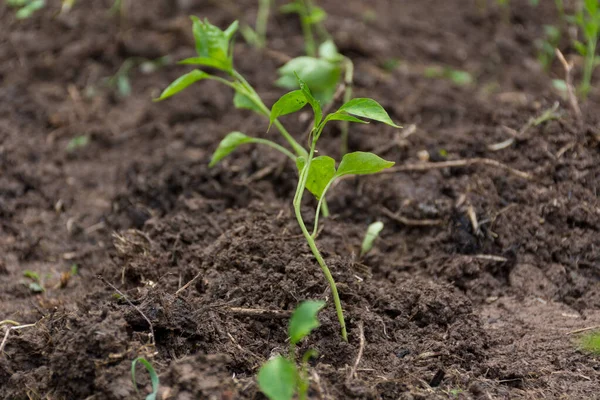 Young Pepper Plant Garden Spring Day Planting Pepper Seedlings Ground — Stock Photo, Image