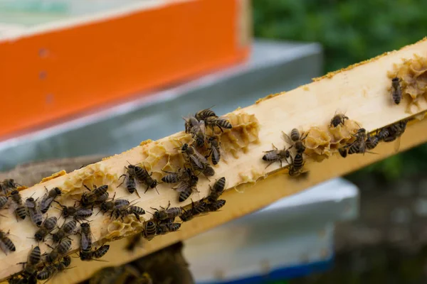 Rand Van Korf Frame Met Bijen Een Ingebouwde Kleine Honingraat — Stockfoto