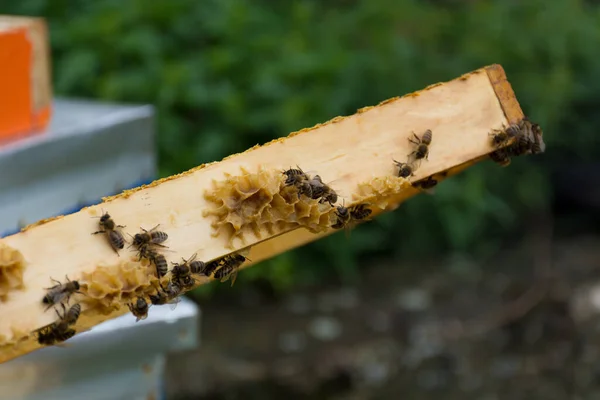 Bijen Maken Een Zonnige Zomerdag Een Bijenstal Honingraten Aan Randen — Stockfoto