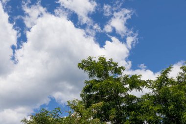 Bir akasya ağacının tepesi ve güneşli bir yaz gününde gökyüzünde güzel beyaz bulutlar. Doğal arka plan kavramı