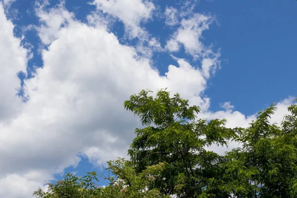 Top Acacia Tree Beautiful White Clouds Sky Sunny Summer Day — Stock Photo, Image