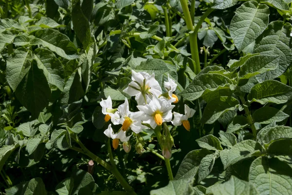 White Flower Blooming Potato Plant Beautiful White Yellow Flowers Solanum — Stock Photo, Image