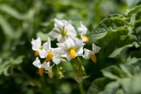 Potato Flowers Bloom Agricultural Organic Garden Sunny Summer Day Close — Stock Photo, Image