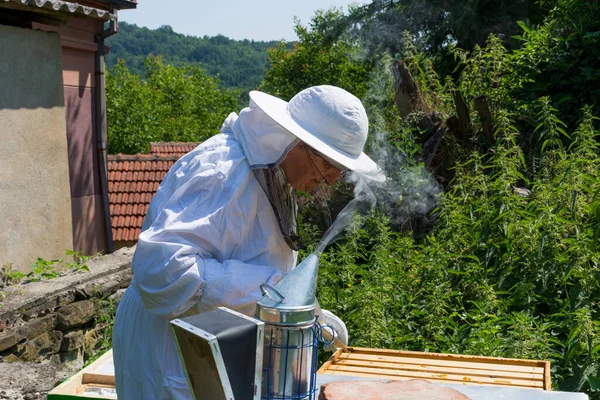Γυναίκα Μελισσοκόμος Επιθεώρηση Κυψέλη Μέλισσα Στο Μελισσοκομείο Μια Ηλιόλουστη Μέρα — Φωτογραφία Αρχείου