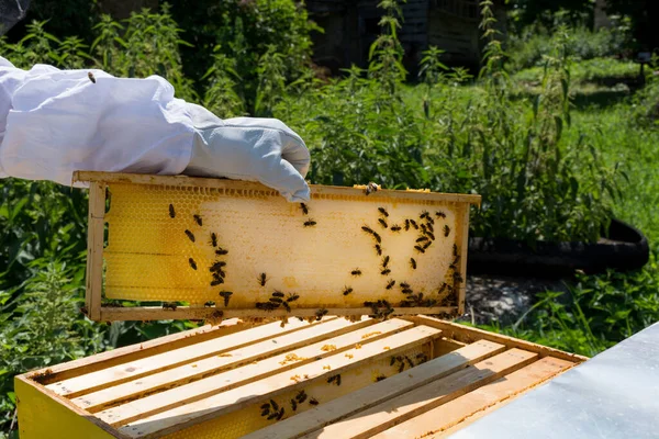 Bijenhouder Houdt Bijenkorf Frame Hand Vol Met Honing Zomerdag Bijen — Stockfoto