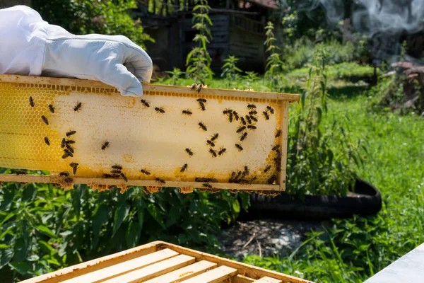 Bee Hive Frame Bees Capping Honey Frame Beekeeper Hold Frame — Stock Photo, Image
