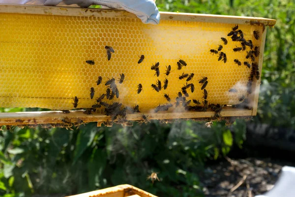 Beekeeper Hand Holds Bee Hive Frame Honey Summer Day Bees — Stockfoto