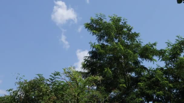 Parte Superior Una Acacia Hermosas Nubes Blancas Cielo Azul Soleado — Vídeos de Stock