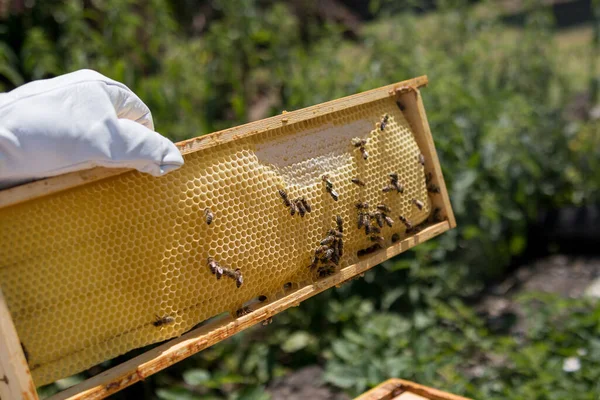 Beekeeper Holds Bee Hive Frame Hand Honey Emtpy Cell Bees — Stockfoto