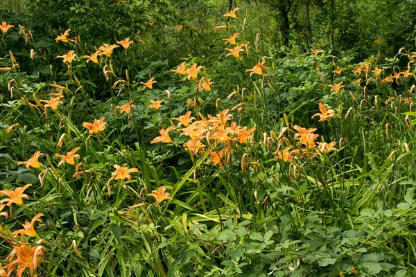 Swamp Many Orange Lilium Flowers Sunny Summer Day Natural Background — Stock Photo, Image