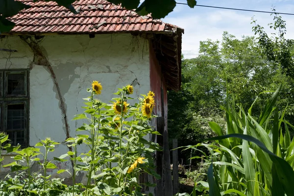 Sunflowers Agricultural Garden Old Ruins House Background Sunny Summer Day — Stock Photo, Image