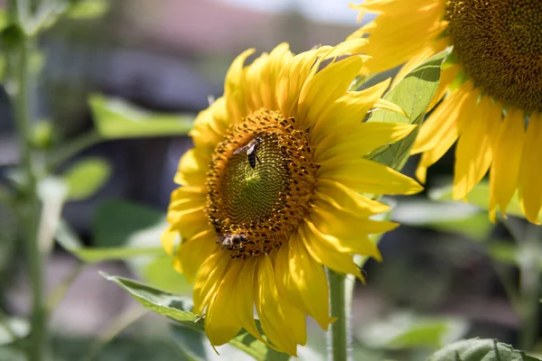 Beautiful Yellow Sunflower Bees Collecting Nectar Flowers Sunny Summer Day — Stockfoto