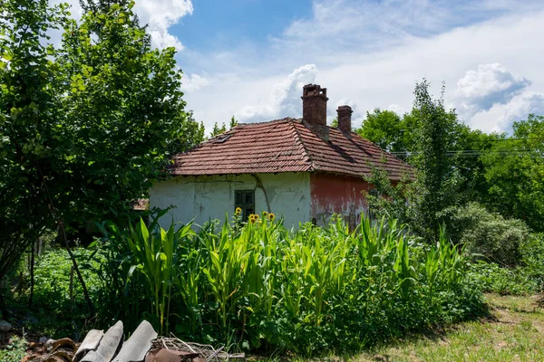 Very Old House Garden Maize Sunflowers Plants Village Summer Day — Photo