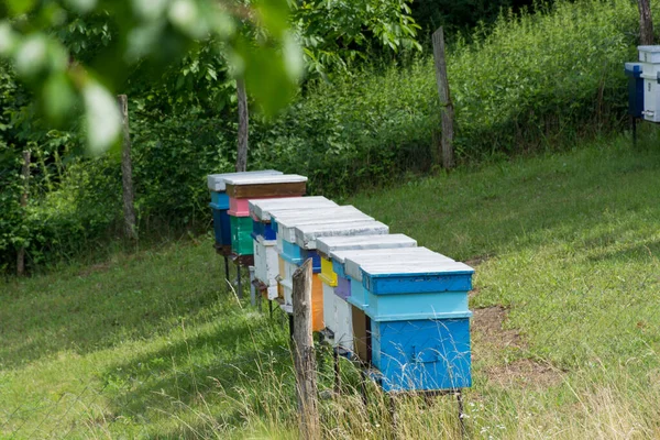 Bee Hives Row Apiary Meadow Nature Sunny Summer Day Beekeeping — Stock Photo, Image