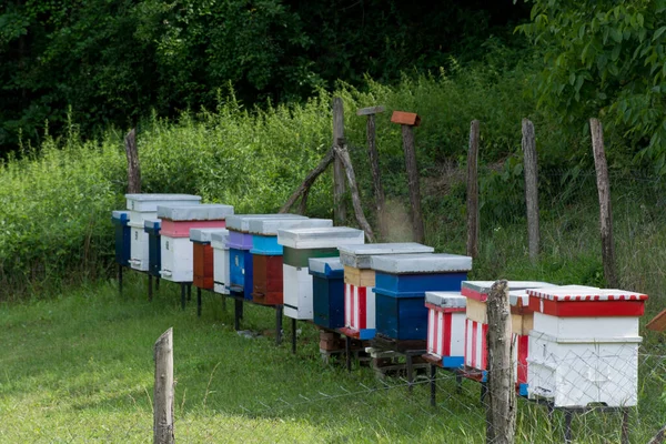 Colorful Wooden Bee Hives Row Apiary Meadow Nature Sunny Summer — Stock Photo, Image