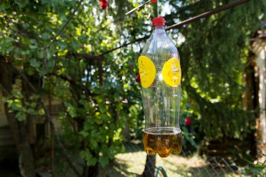 Homemade trap for wasps and hornets made with plastic bottles and hung on a tree in the garden on a sunny summer day. Close up, selective focus
