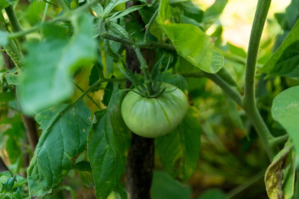 Green Tomato Growing Stem Agricultural Garden Summer Day Organic Farm — Stock Fotó