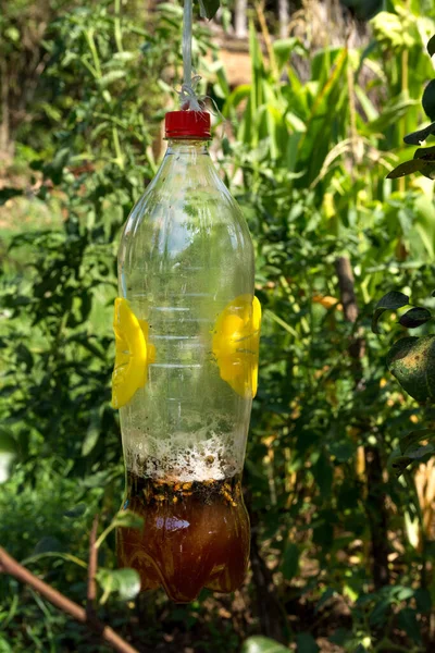 Homemade Trap Wasps Hornets Made Plastic Bottle Beer Vinegar Bait — Zdjęcie stockowe