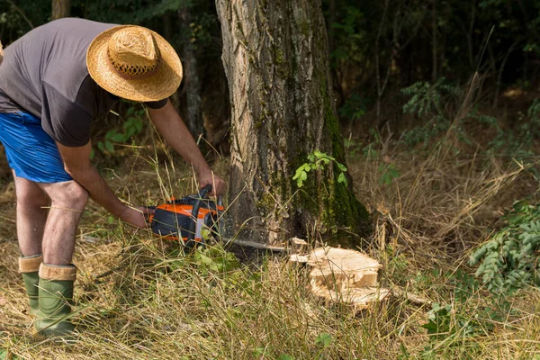 Woodcutter Saws Acacia Tree Chainsaw Forest Summer Day Preparing Firewood — 스톡 사진