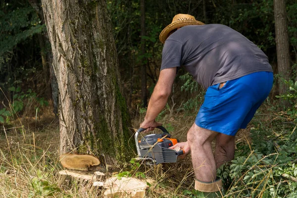 Farmer Saws Acacia Tree Chainsaw Woodland Summer Day Preparing Firewood — Stock Photo, Image