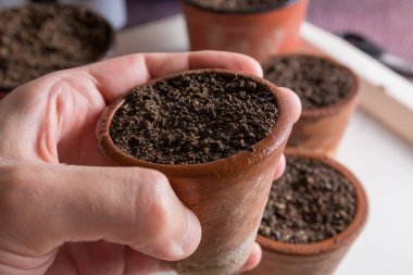 Erkek eli, içinde yeni ekilmiş bitkiler olan mini bir terracotta tenceresi tutuyor. Bahçıvanlık ve botanik konsepti. Yaklaş, seçici odaklanma