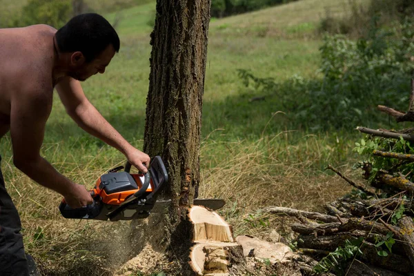 Lumberjack Worker Cutting Acacia Tree Forest Chainsaw Summer Day Preparing — Stock Photo, Image