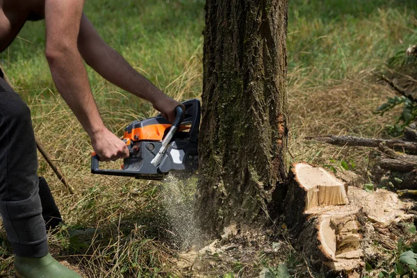 Lumberjack Saws Acacia Tree Chainsaw Woodland Summer Day Preparing Firewood — Stock Photo, Image