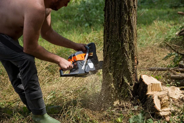 Farmer Saws Acacia Tree Chainsaw Woodland Summer Day Preparing Firewood — Stock Photo, Image
