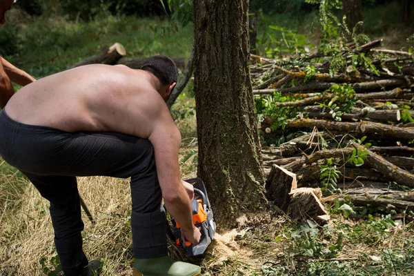 Lumberjack Logger Worker Cutting Firewood Timber Acacia Tree Forest Chainsaw — Stock Photo, Image