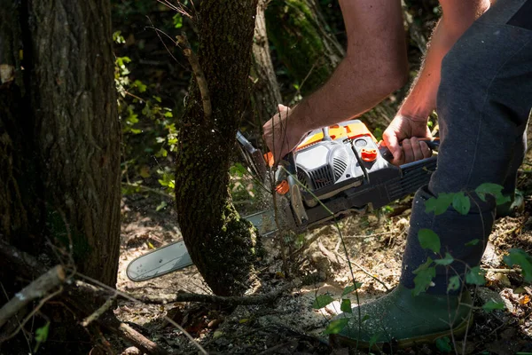 Lumberjack Chainsaw Hands Saws Acacia Tree Sawdust Flies Sides Summer — Stock Photo, Image